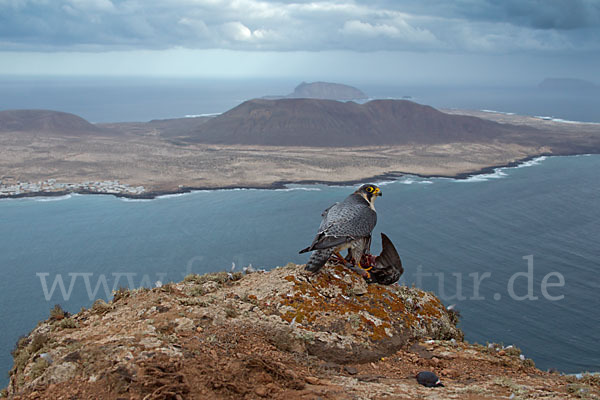 Wüstenfalke (Falco pelegrinoides)