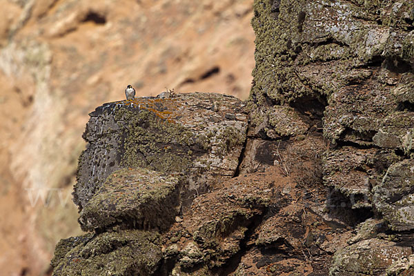 Wüstenfalke (Falco pelegrinoides)