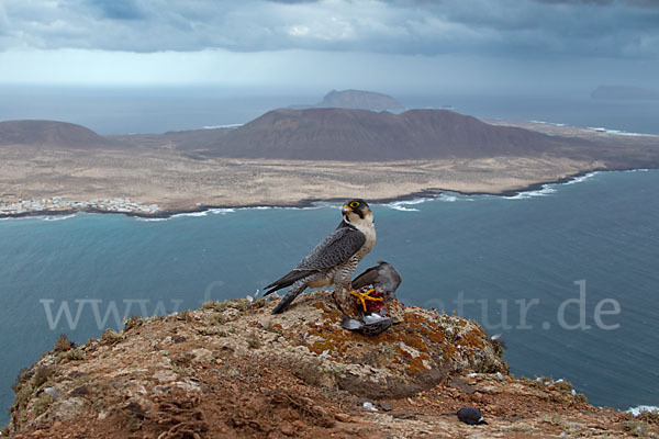 Wüstenfalke (Falco pelegrinoides)