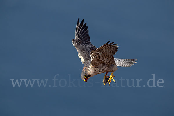 Wüstenfalke (Falco pelegrinoides)