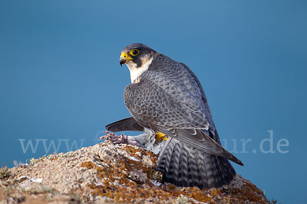 Wüstenfalke (Falco pelegrinoides)