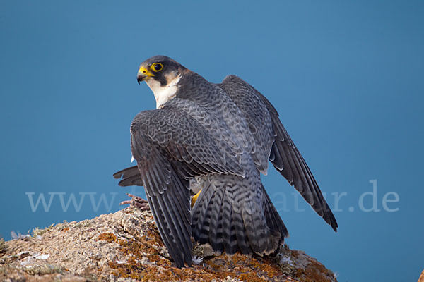 Wüstenfalke (Falco pelegrinoides)