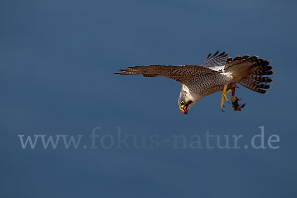 Wüstenfalke (Falco pelegrinoides)