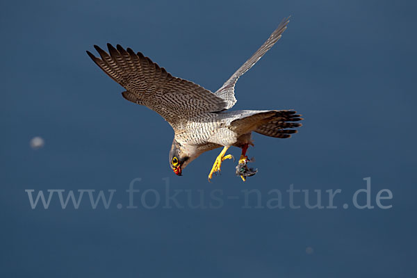 Wüstenfalke (Falco pelegrinoides)