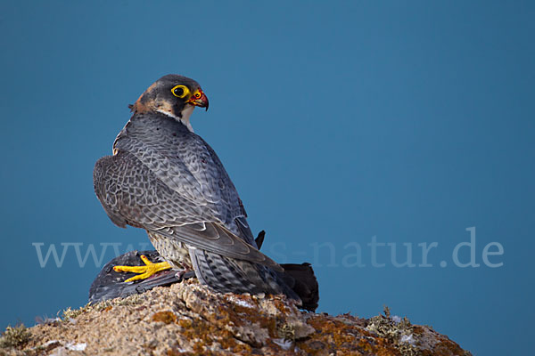 Wüstenfalke (Falco pelegrinoides)