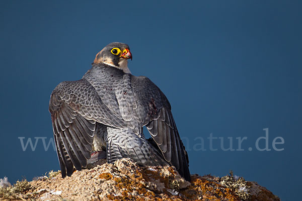 Wüstenfalke (Falco pelegrinoides)