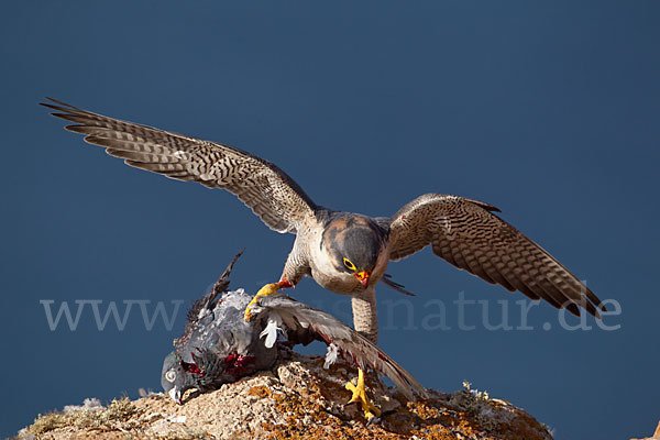 Wüstenfalke (Falco pelegrinoides)