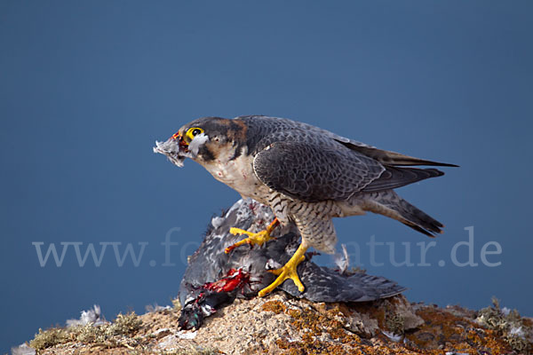 Wüstenfalke (Falco pelegrinoides)