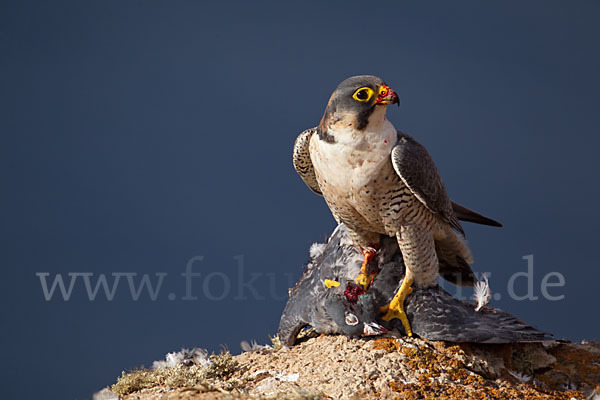 Wüstenfalke (Falco pelegrinoides)