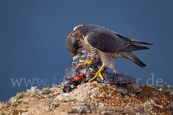 Wüstenfalke (Falco pelegrinoides)