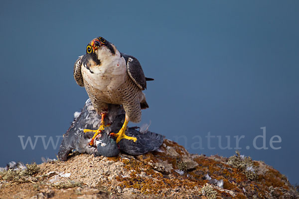 Wüstenfalke (Falco pelegrinoides)