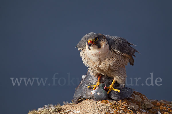 Wüstenfalke (Falco pelegrinoides)