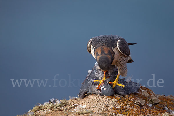 Wüstenfalke (Falco pelegrinoides)