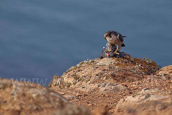 Wüstenfalke (Falco pelegrinoides)