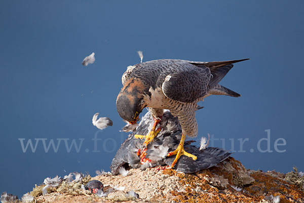 Wüstenfalke (Falco pelegrinoides)