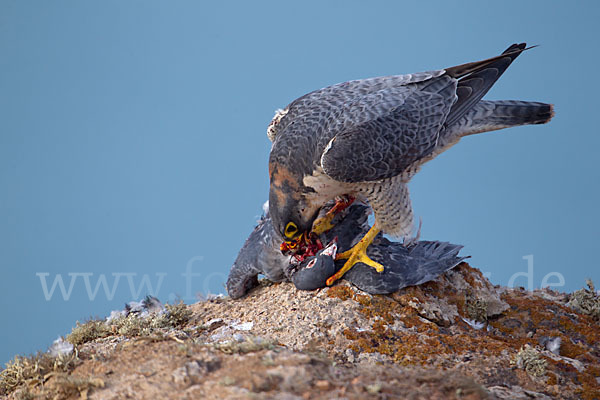 Wüstenfalke (Falco pelegrinoides)