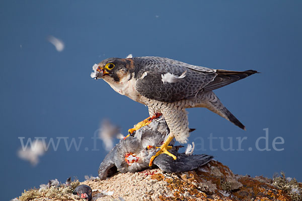 Wüstenfalke (Falco pelegrinoides)