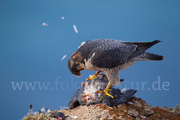 Wüstenfalke (Falco pelegrinoides)