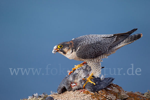 Wüstenfalke (Falco pelegrinoides)