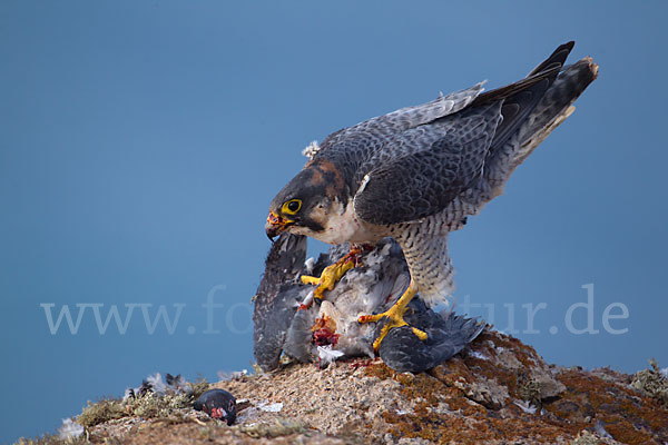 Wüstenfalke (Falco pelegrinoides)