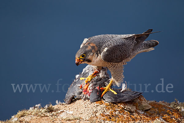 Wüstenfalke (Falco pelegrinoides)