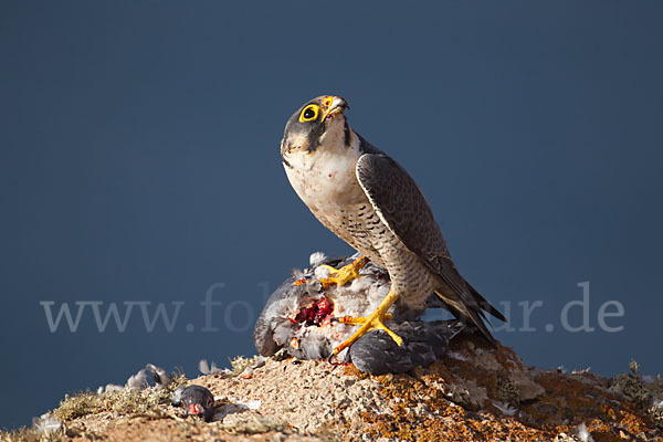 Wüstenfalke (Falco pelegrinoides)