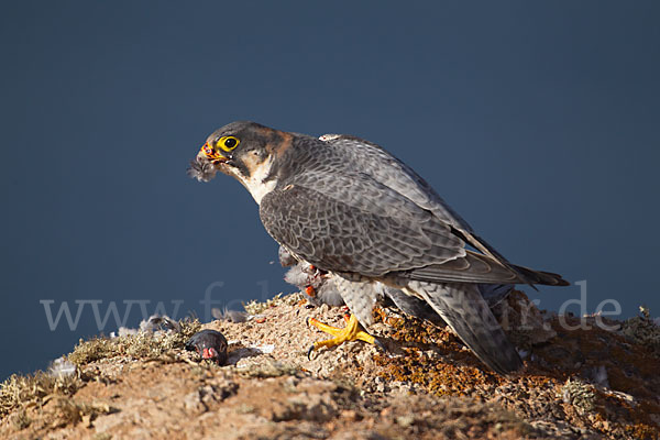 Wüstenfalke (Falco pelegrinoides)