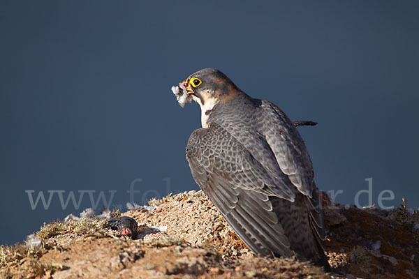 Wüstenfalke (Falco pelegrinoides)