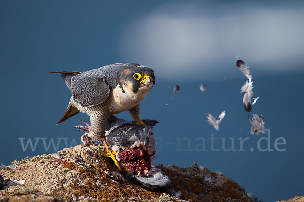 Wüstenfalke (Falco pelegrinoides)