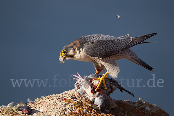 Wüstenfalke (Falco pelegrinoides)