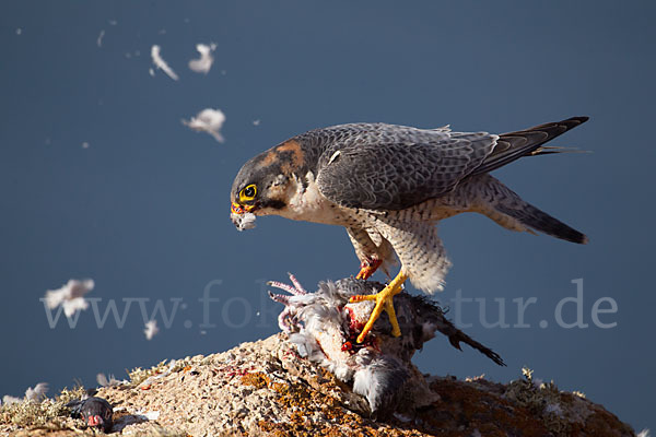 Wüstenfalke (Falco pelegrinoides)