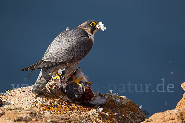 Wüstenfalke (Falco pelegrinoides)