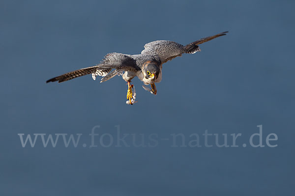 Wüstenfalke (Falco pelegrinoides)