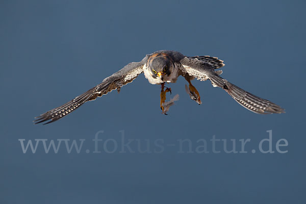 Wüstenfalke (Falco pelegrinoides)