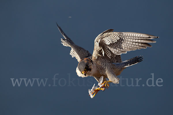 Wüstenfalke (Falco pelegrinoides)