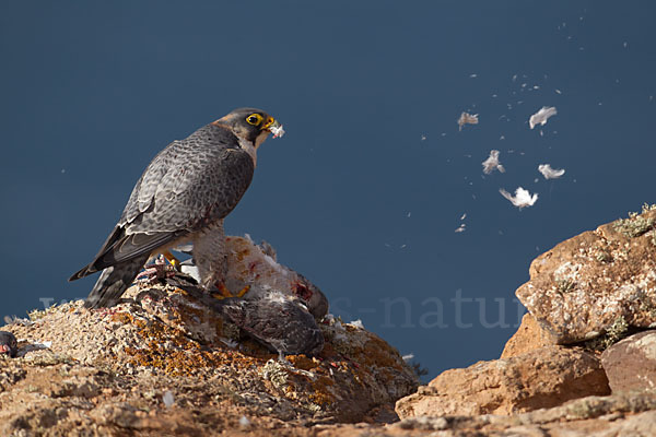 Wüstenfalke (Falco pelegrinoides)