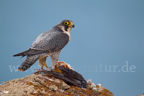 Wüstenfalke (Falco pelegrinoides)