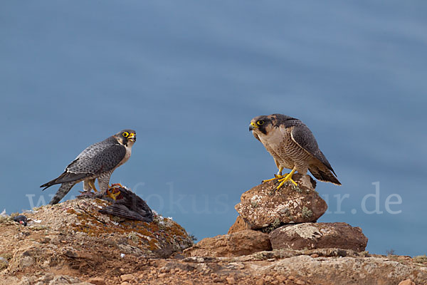 Wüstenfalke (Falco pelegrinoides)