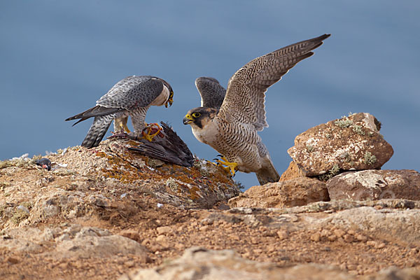 Wüstenfalke (Falco pelegrinoides)