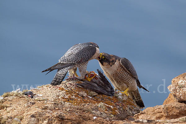 Wüstenfalke (Falco pelegrinoides)