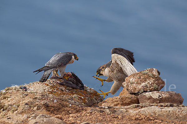 Wüstenfalke (Falco pelegrinoides)