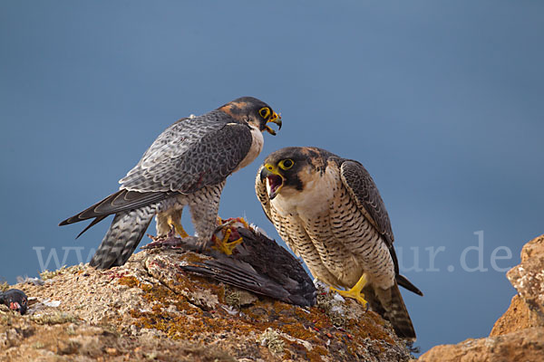 Wüstenfalke (Falco pelegrinoides)