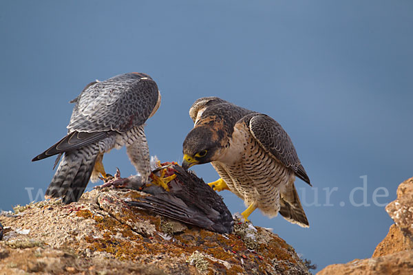 Wüstenfalke (Falco pelegrinoides)