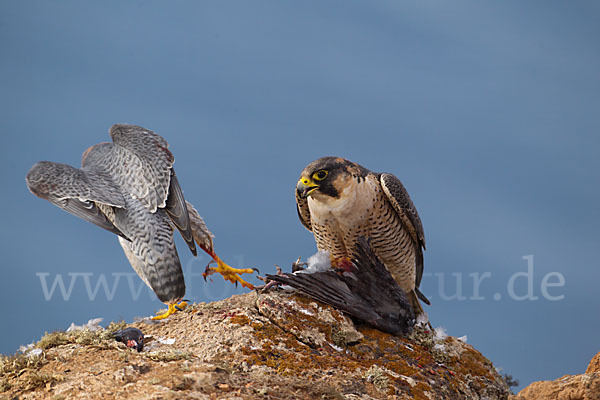 Wüstenfalke (Falco pelegrinoides)