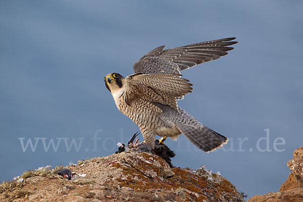 Wüstenfalke (Falco pelegrinoides)