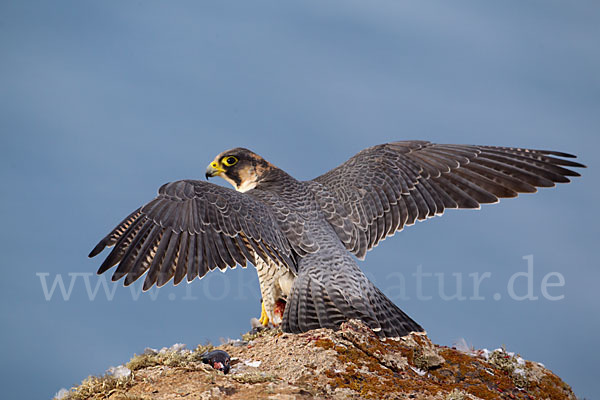 Wüstenfalke (Falco pelegrinoides)