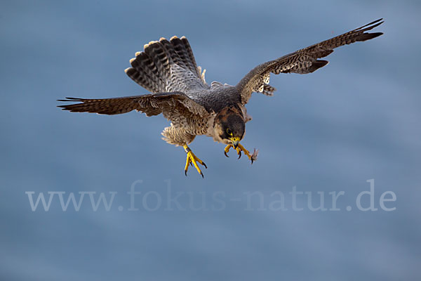 Wüstenfalke (Falco pelegrinoides)