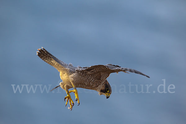 Wüstenfalke (Falco pelegrinoides)