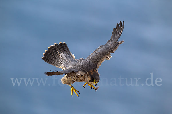 Wüstenfalke (Falco pelegrinoides)