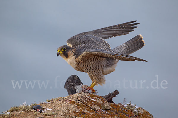 Wüstenfalke (Falco pelegrinoides)